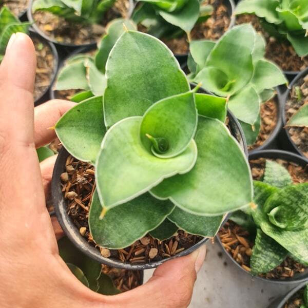 Sansevieria WIN ROSE