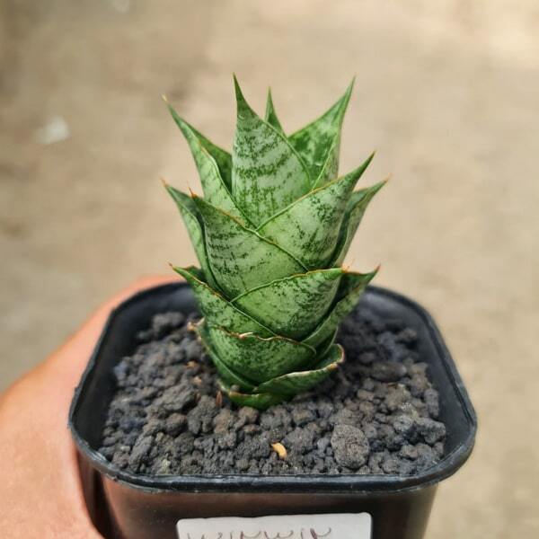 Sansevieria WIN WIN