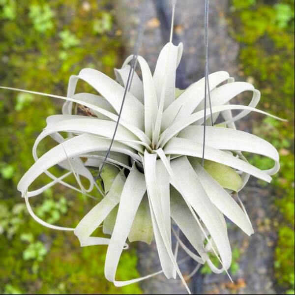 Tillandsia xerographica M