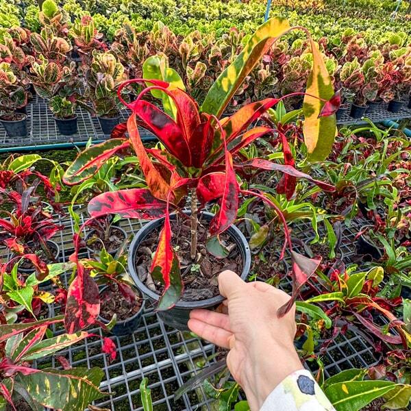 Croton RED DIAMOND Ð YAD MANEE