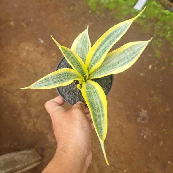Sansevieria YELLOW THRIVE
