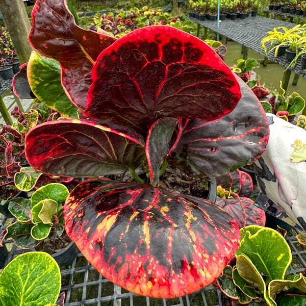 Croton YOD KHUNPHON