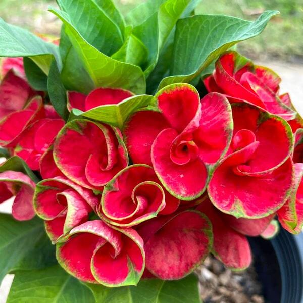 Euphorbia Milii YOD KHUNPHOL