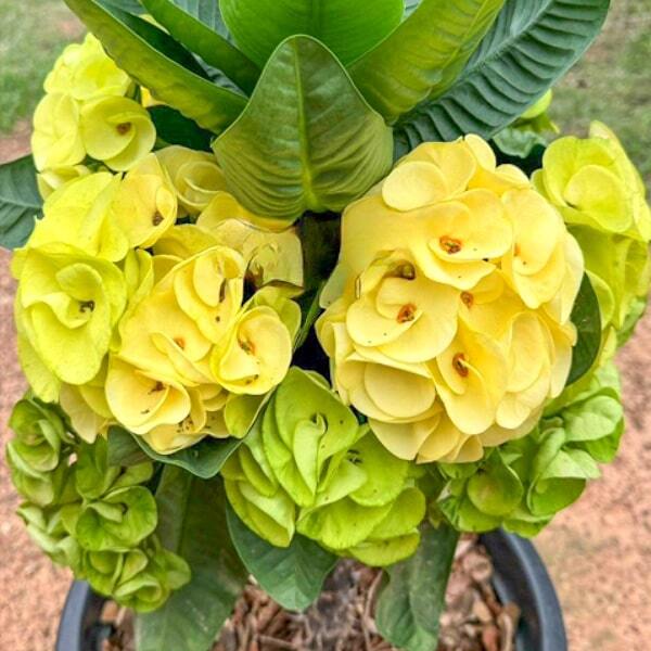 Euphorbia Milii YOK THONGKAM