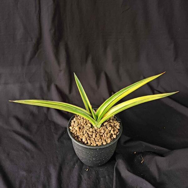 Sansevieria ZANZIBARICA VAR