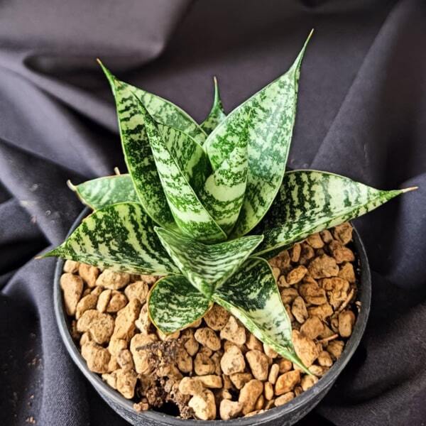Sansevieria ZEBRA