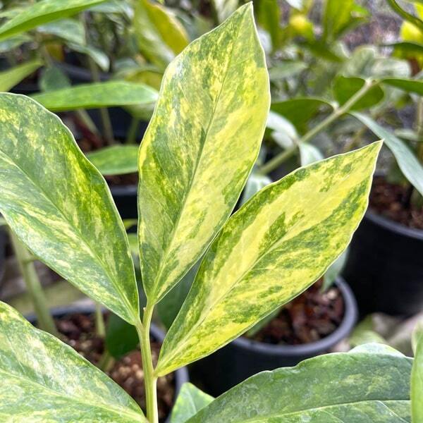 Zamioculcas EMPEROR