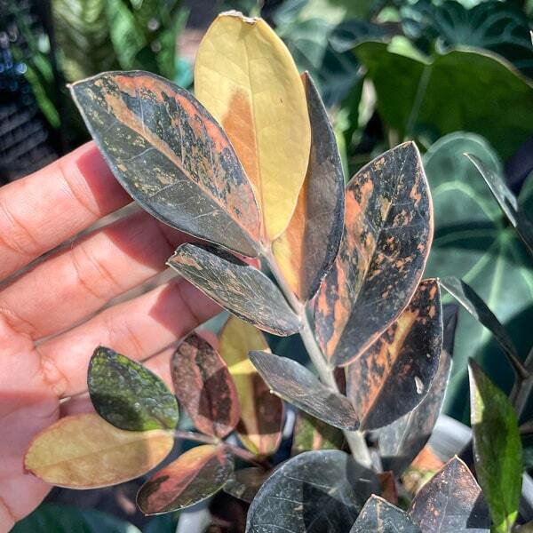 Zamioculcas RAVEN PINK VAR