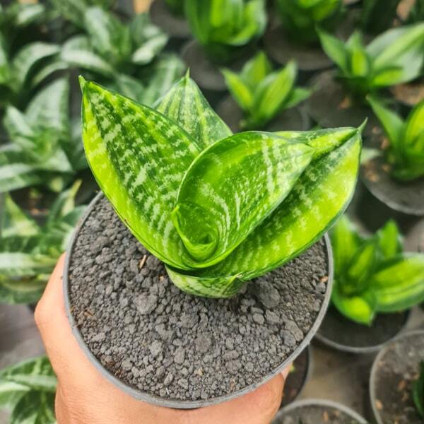 Sansevieria ZIEBERT