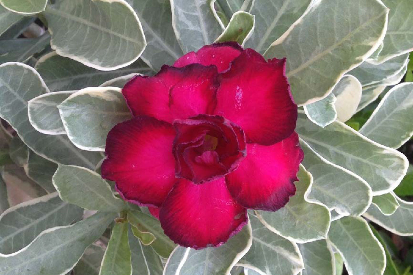 Adenium variegated RED VARIEGATED