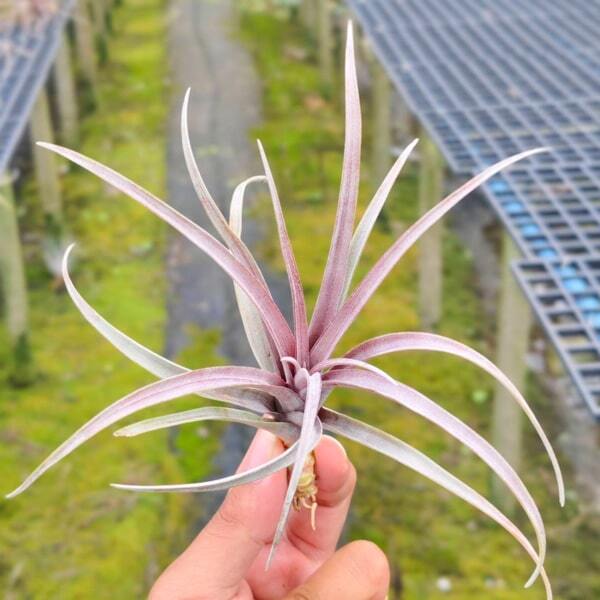 Tillandsia capitata v. domingensis R
