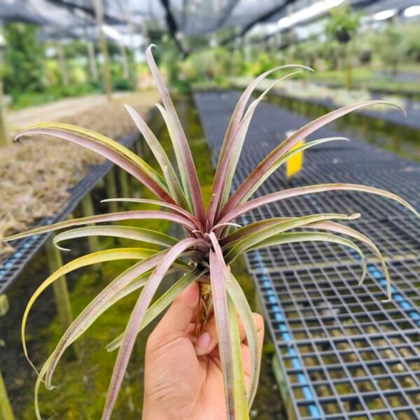 Tillandsia capitata v. domingensis L