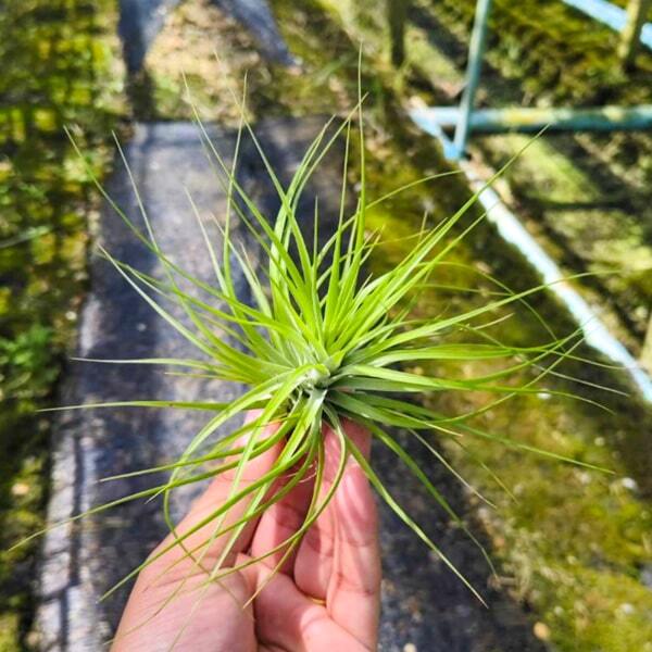 Tillandsia tenuifolia Emerald Forest Green R