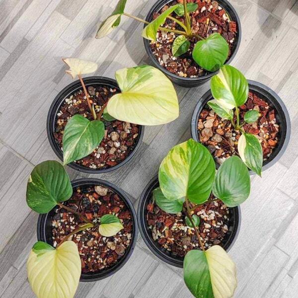 Homalomena RUBESCENS VAR YELLOW
