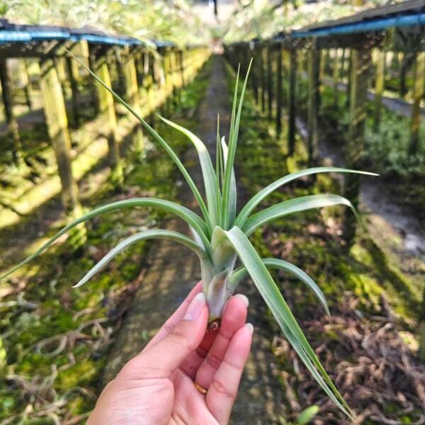 Tillandsia Impression Perfection (albida x concolor)
