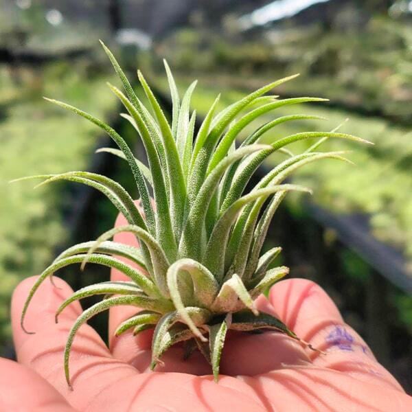 Tillandsia ionantha Bravo R