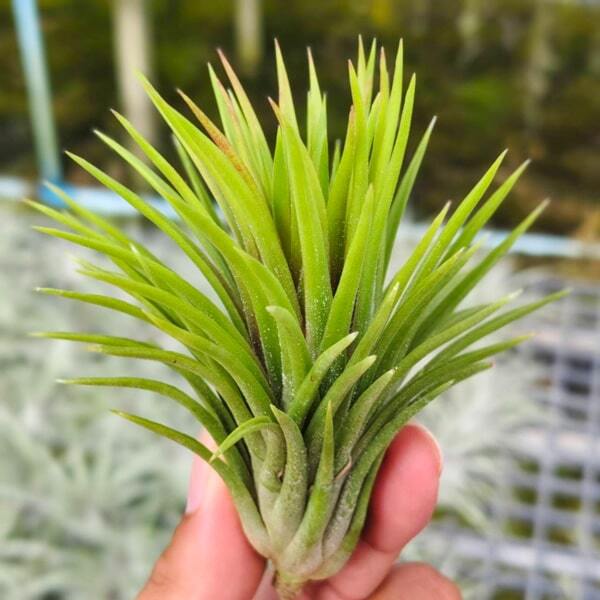 Tillandsia ionantha Monkey Tail S