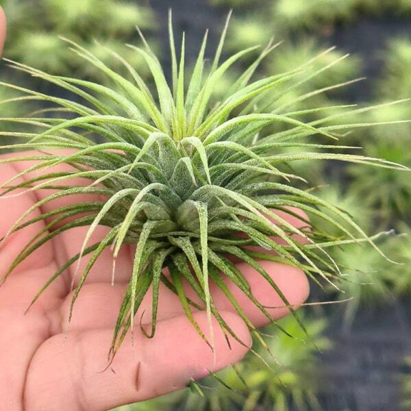 Tillandsia ionantha Stricta R