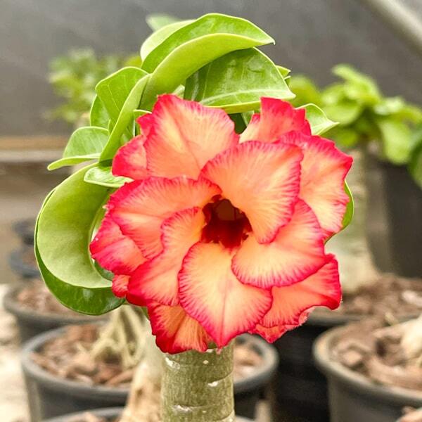 Adenium mini 08 SUMMER