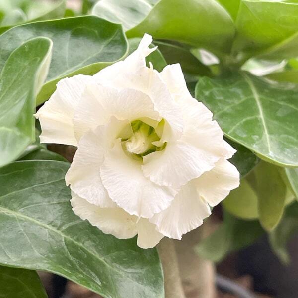 Adenium mini 10 ARCTIC FOX