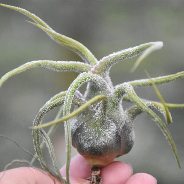 Tillandsia pruinosa R