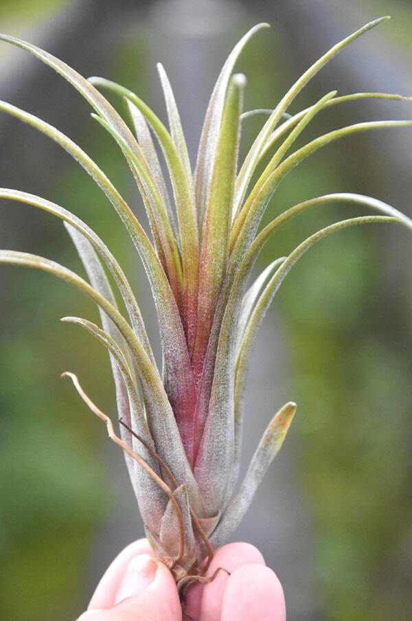 Tillandsia Timm's Outburst (capitata v. domingensis x ionantha Fuego) M