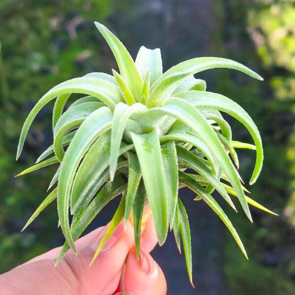 Tillandsia vanhyningii Jumbo Sgl