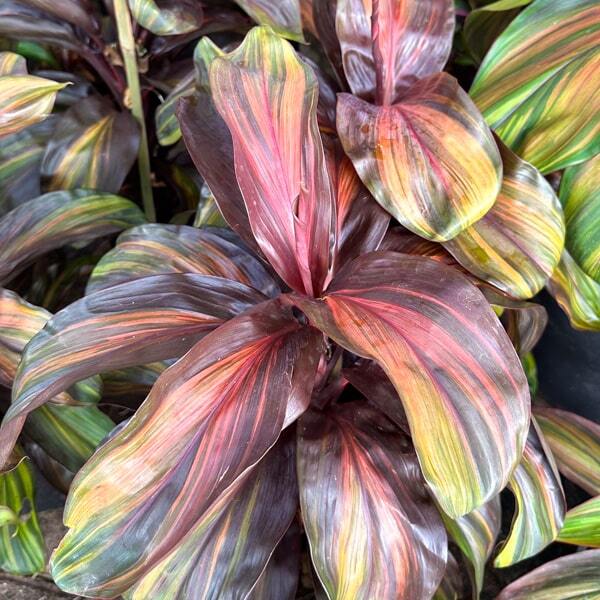 Cordyline PHET PHRA NAKHON