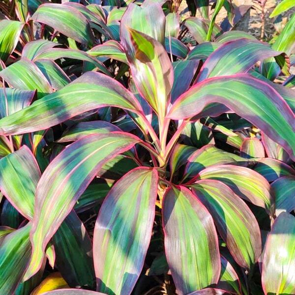 Cordyline PHET PHAN LAN