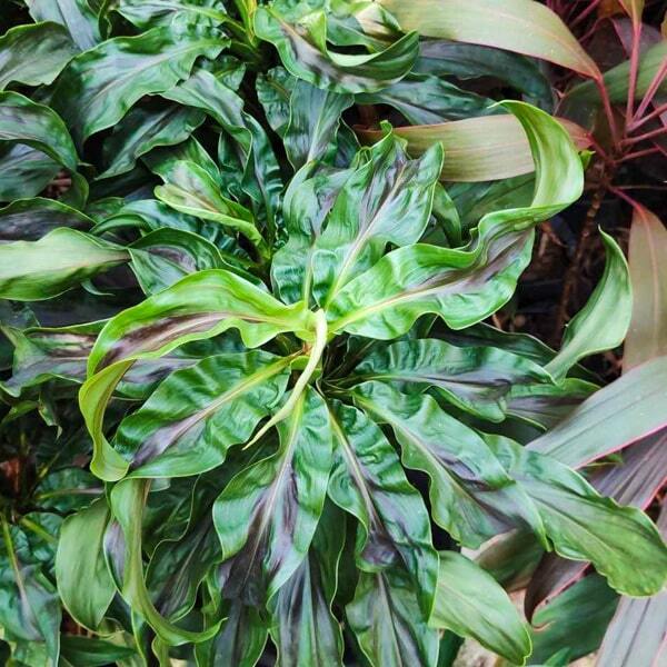 Cordyline MA PHAYOT KHEAW