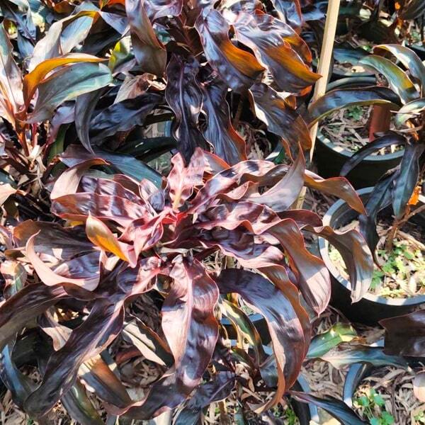 Cordyline MA PHAYOT DAM