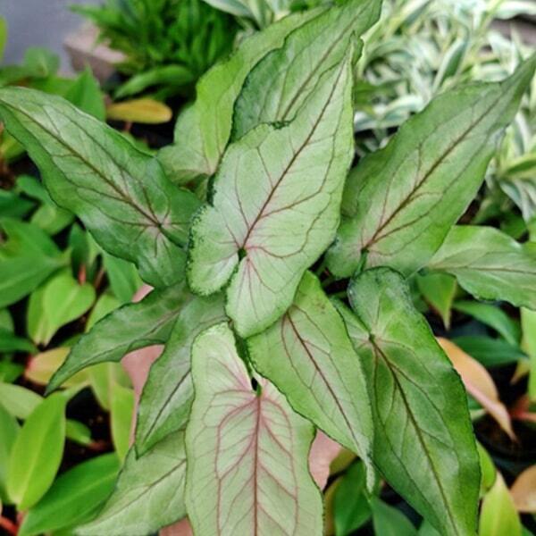 Syngonium 08-OM MANEE