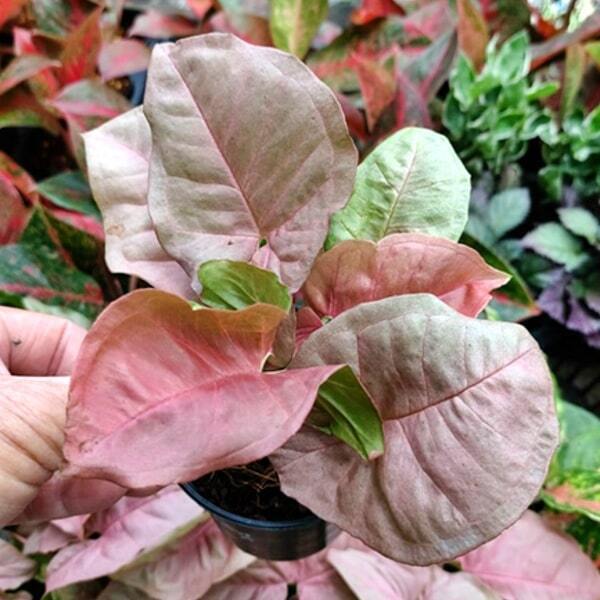 Syngonium 09-OM CHOMPHU ROUND LEAF