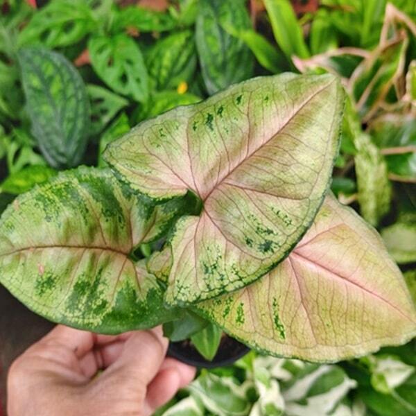 Syngonium 10-OM SAB