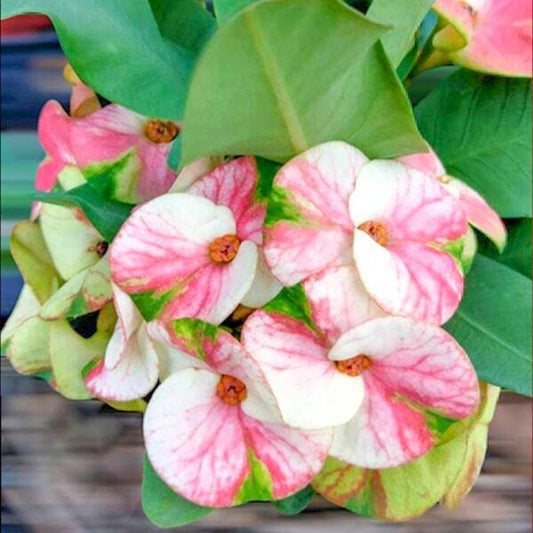 Euphorbia Milii 10 KARAT