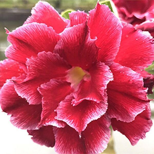 Adenium obesum HONG HERN