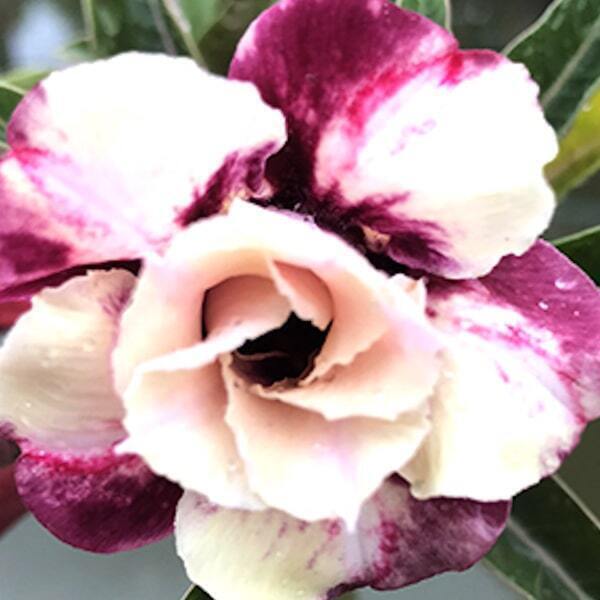 Adenium obesum PURPLE RUBY