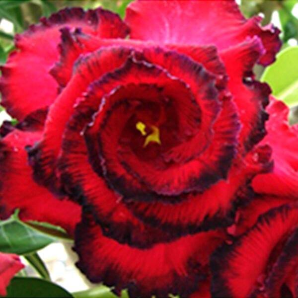 Adenium obesum DANG HASSADEE