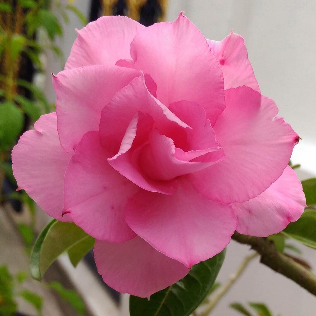 Adenium obesum PRATUMMA