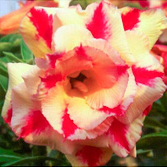 Adenium obesum SIAM YELLOW