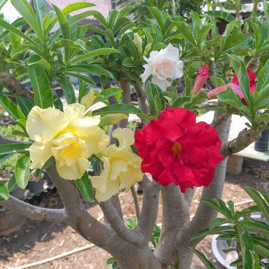 Adenium obesum FANCY XL multi