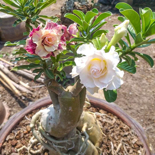 Adenium obesum FANCY L multi
