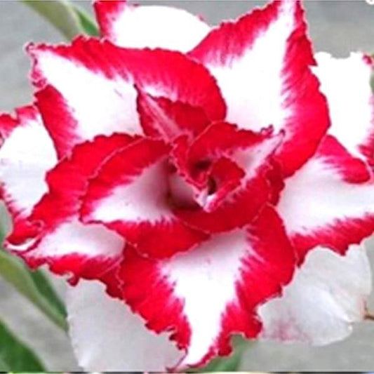 Adenium obesum FERRARI