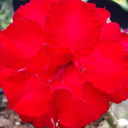 Adenium obesum RED ROSE