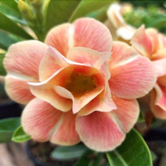 Adenium obesum CARAMEL