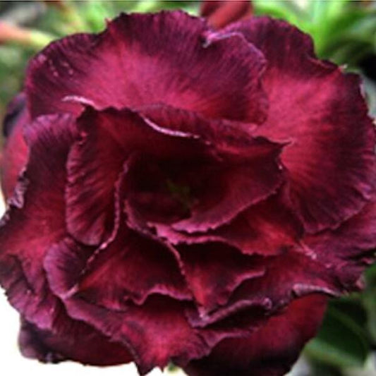 Adenium obesum MOUNG MONGKOL