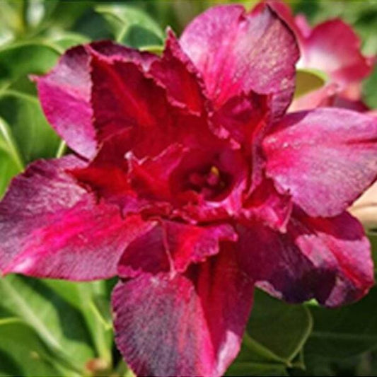 Adenium obesum MAROON PRINCESS