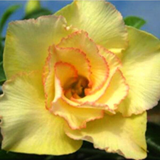 Adenium obesum MAI THONG