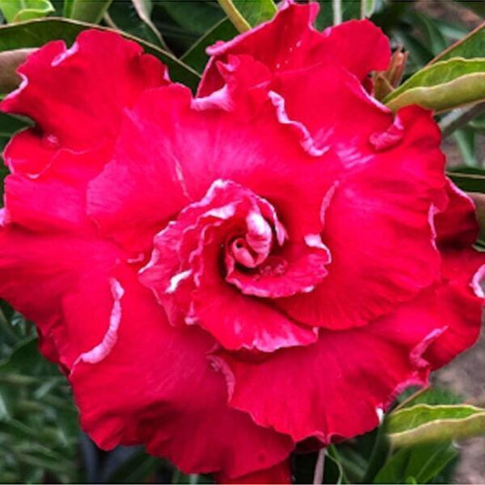 Adenium obesum CAMELIA