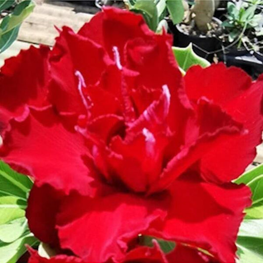 Adenium obesum PIM PRAGAI